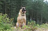 MALINOIS 569